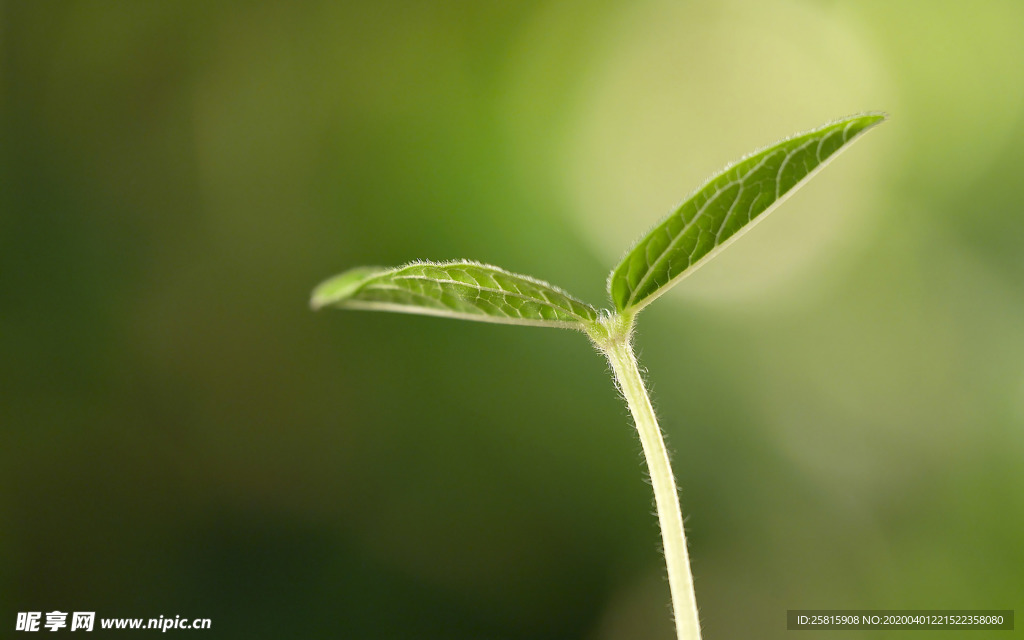 发芽嫩芽绿芽胚芽生长