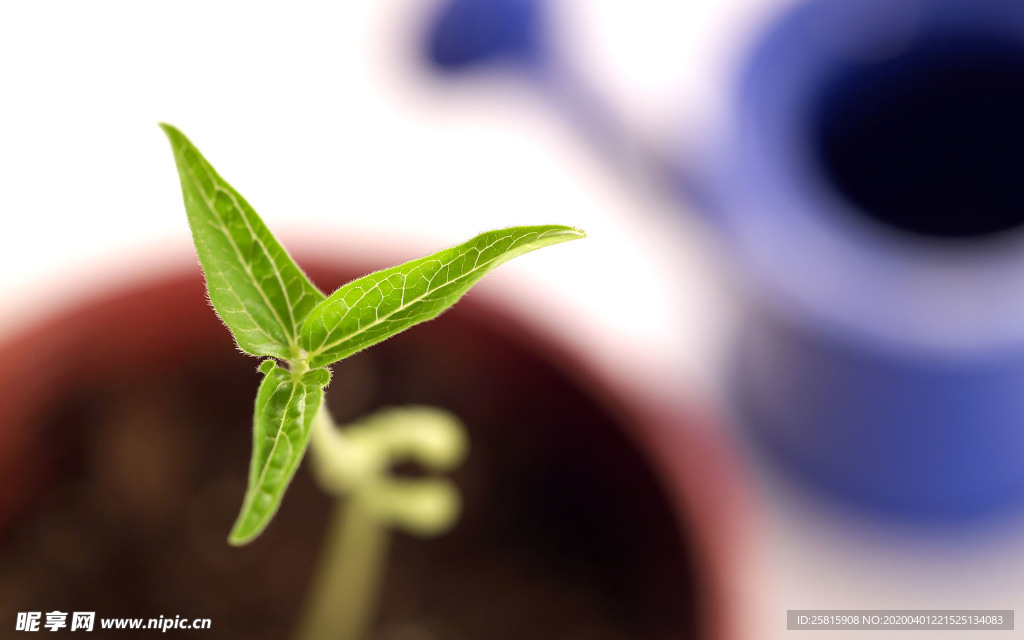 发芽嫩芽绿芽胚芽生长