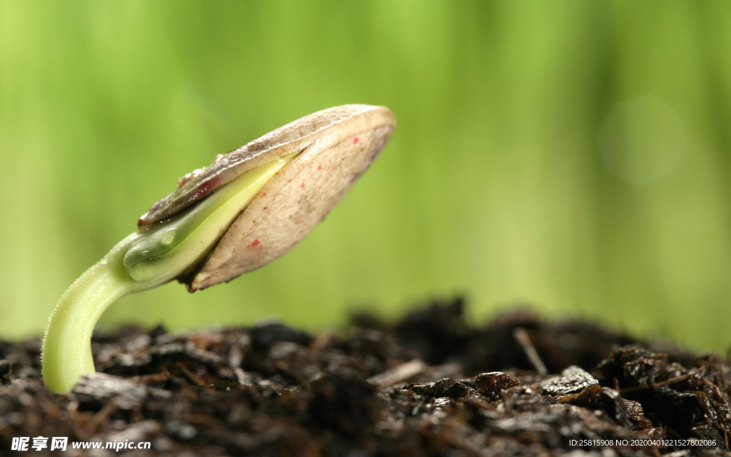 发芽嫩芽绿芽胚芽生长