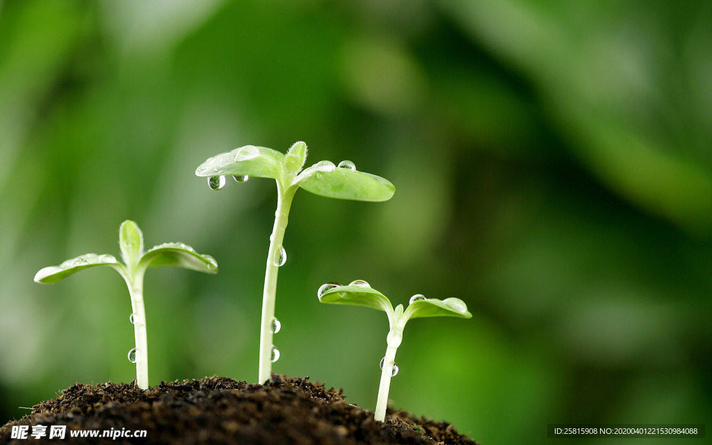 发芽嫩芽绿芽胚芽生长