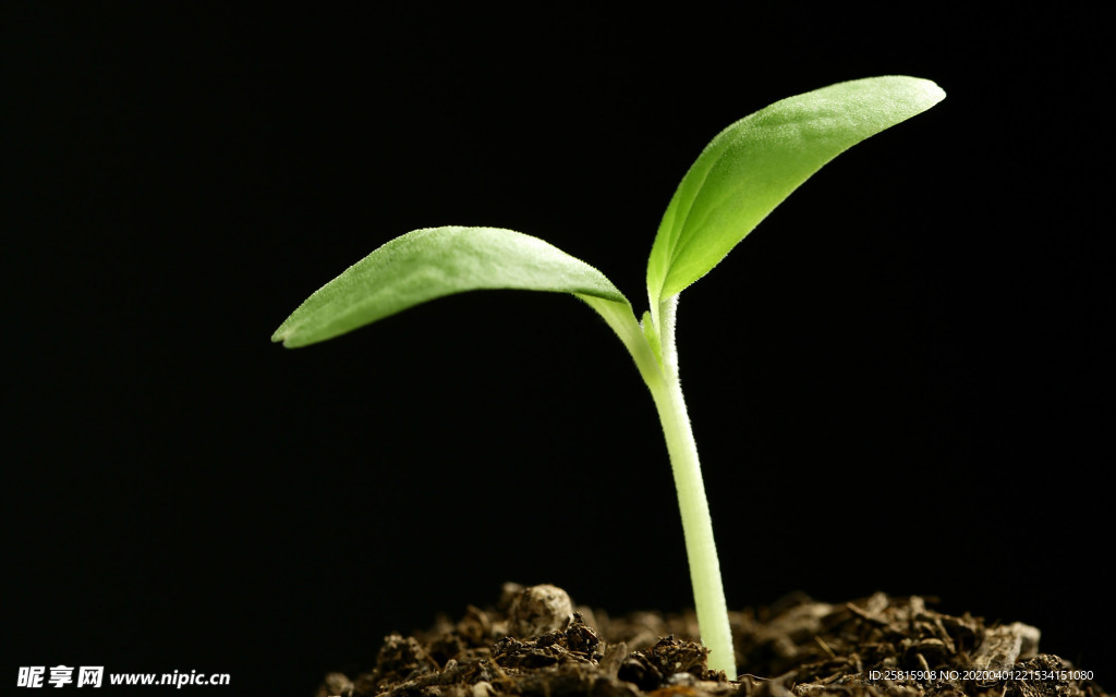 发芽嫩芽绿芽胚芽生长