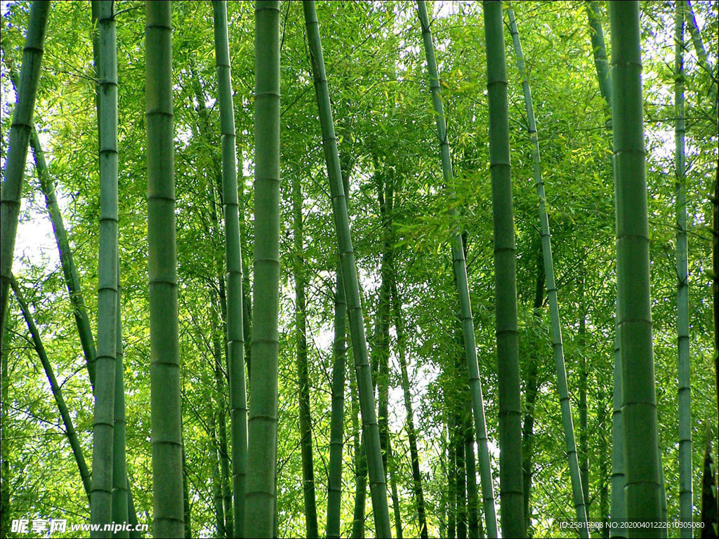 竹子竹叶竹海图片