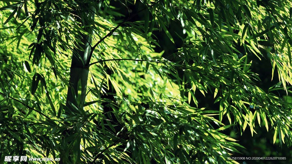 竹子竹叶竹海图片