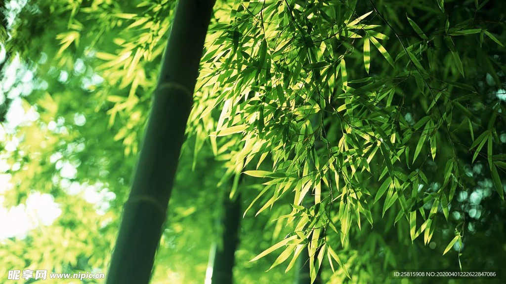 竹子竹叶竹海图片