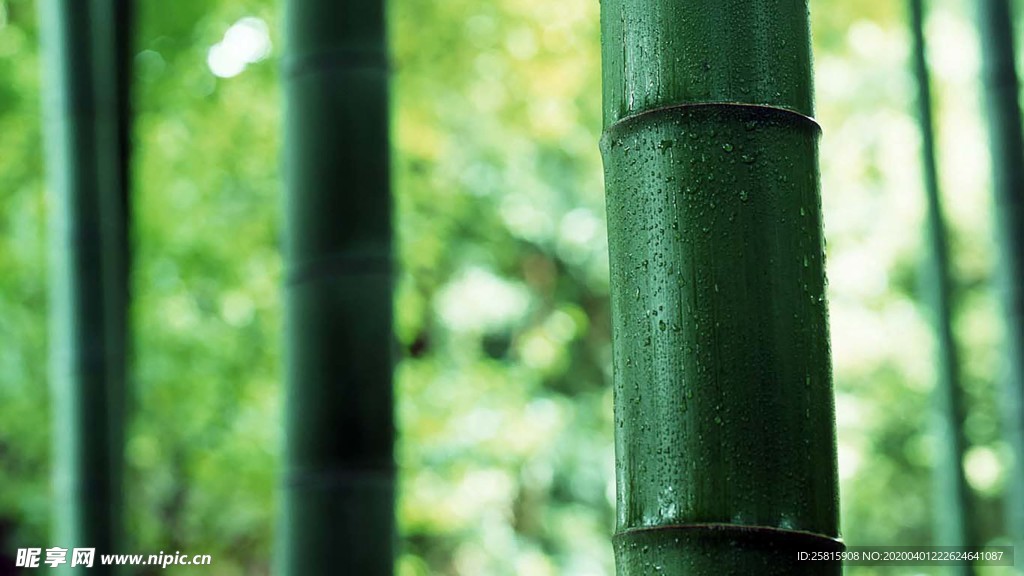 竹子竹叶竹海图片