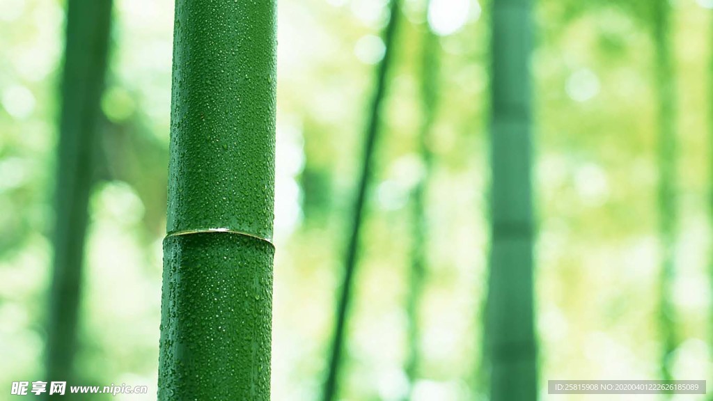竹子竹叶竹海图片
