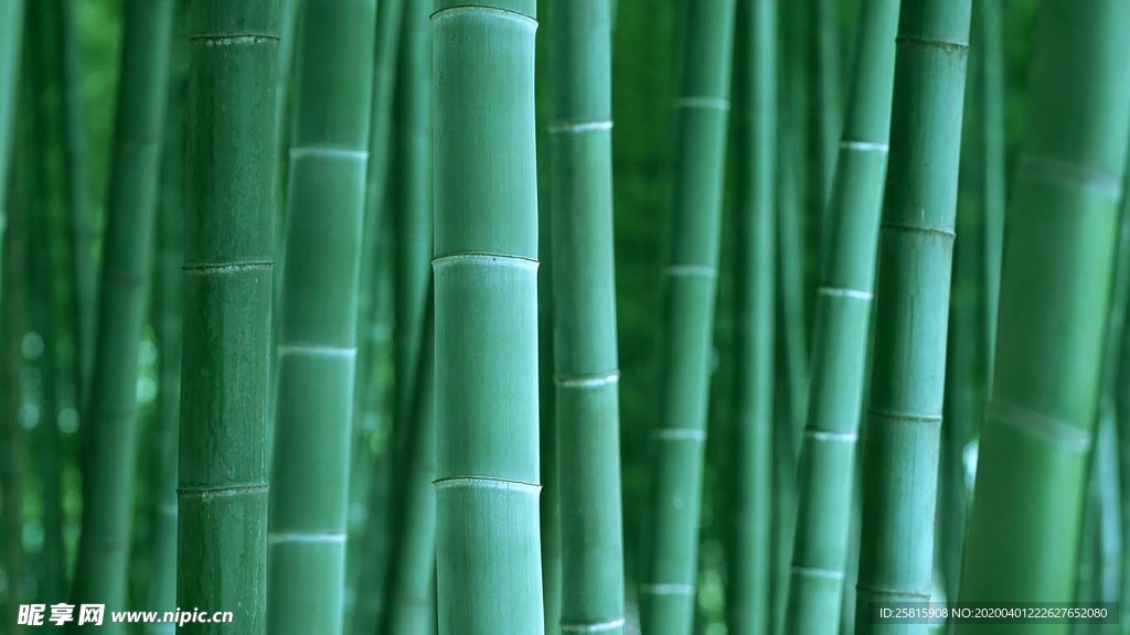 竹子竹叶竹海图片