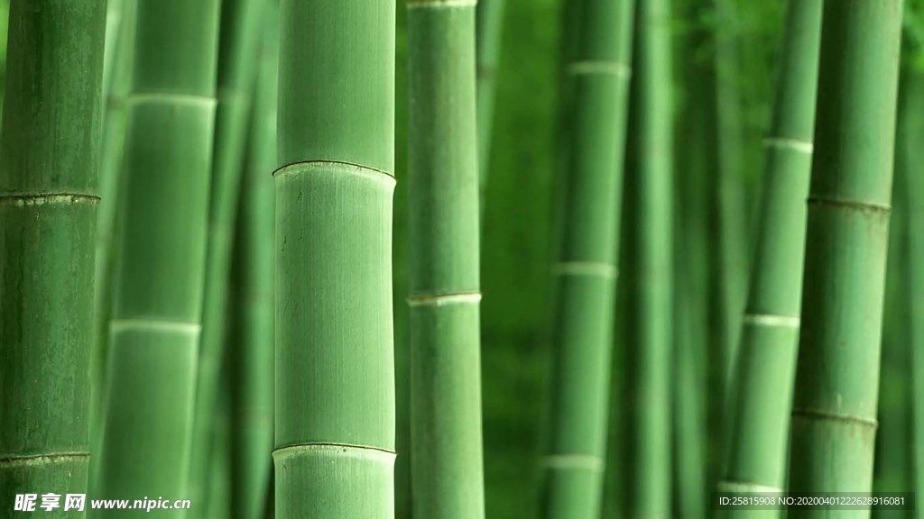 竹子竹叶竹海图片