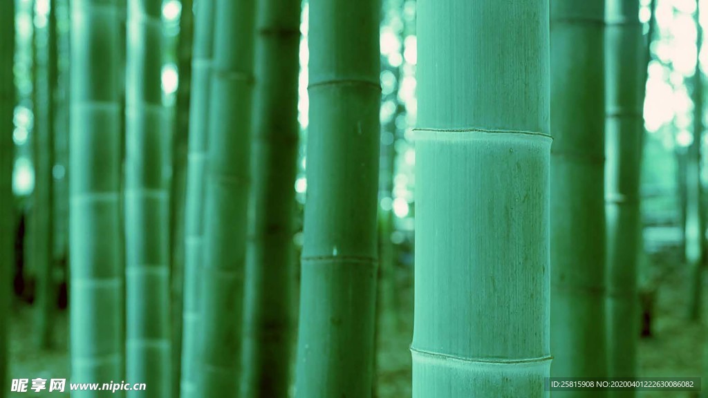 竹子竹叶竹海图片