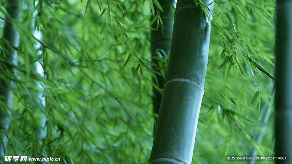 竹子竹叶竹海图片