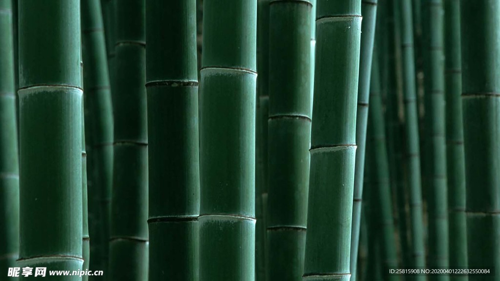 竹子竹叶竹海图片