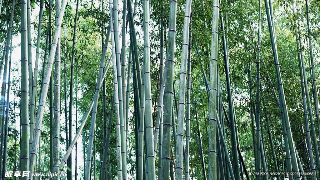 竹子竹叶竹海图片