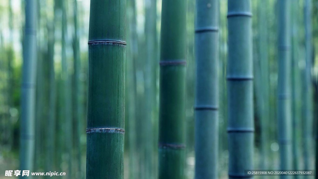 竹子竹叶竹海图片