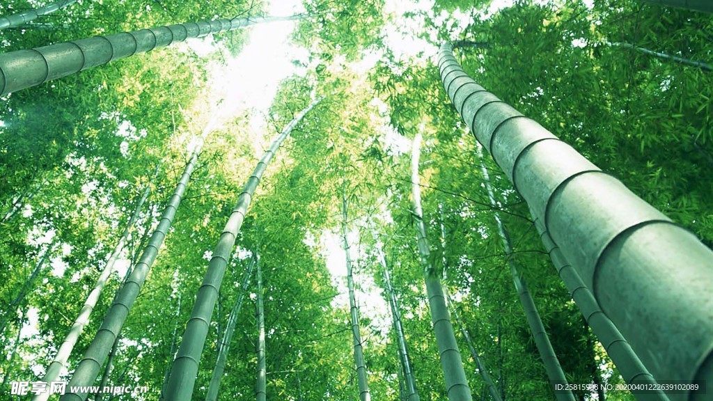 竹子竹叶竹海图片