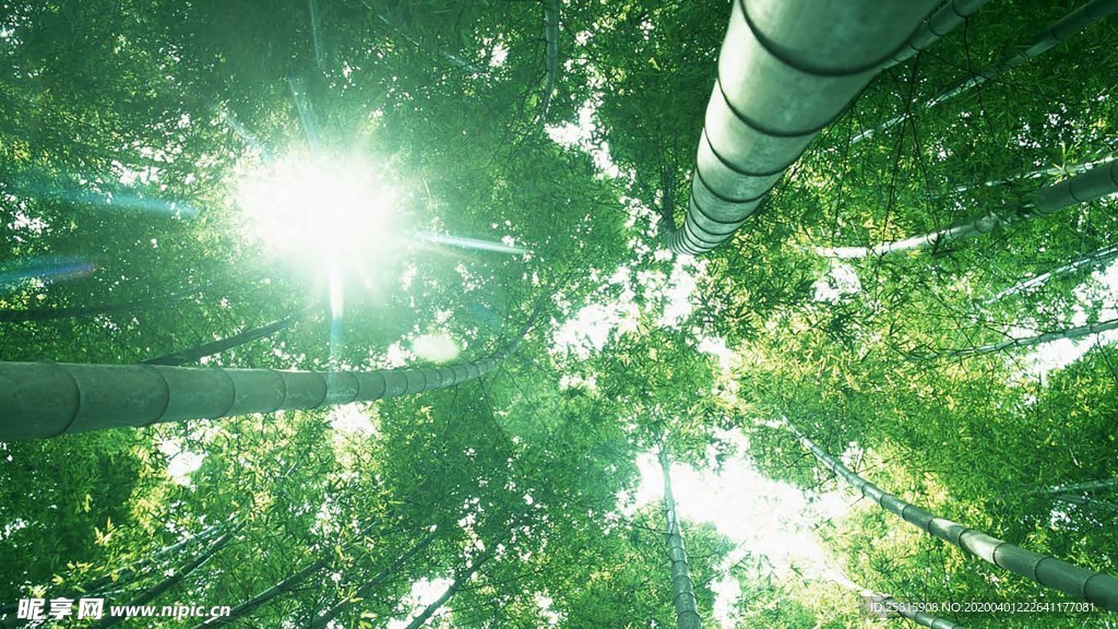 竹子竹叶竹海图片