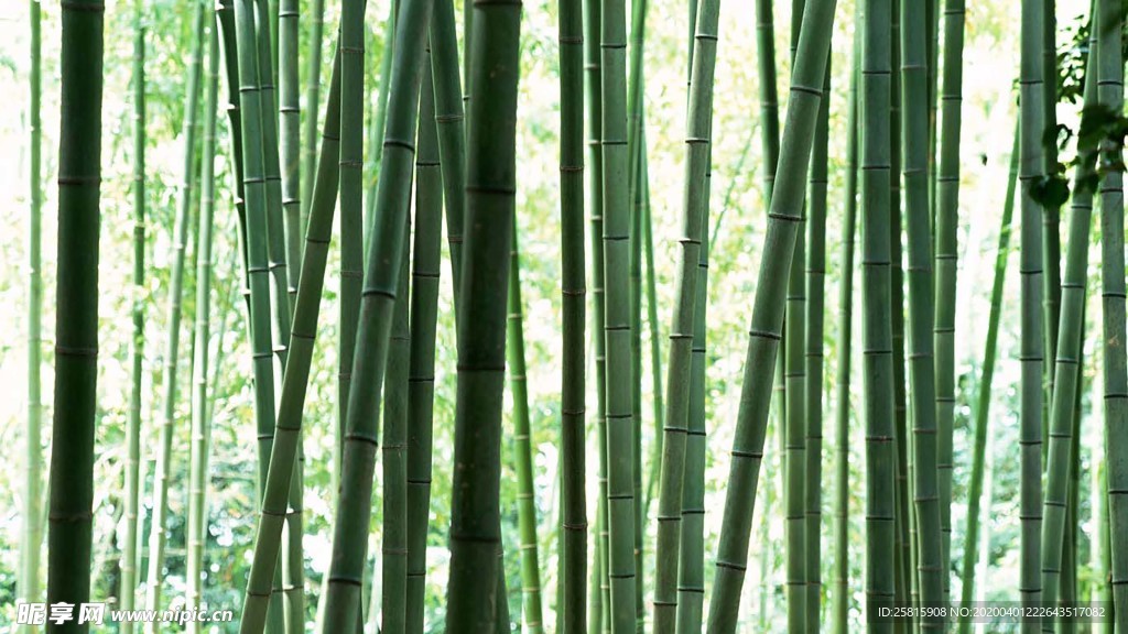 竹子竹叶竹海图片