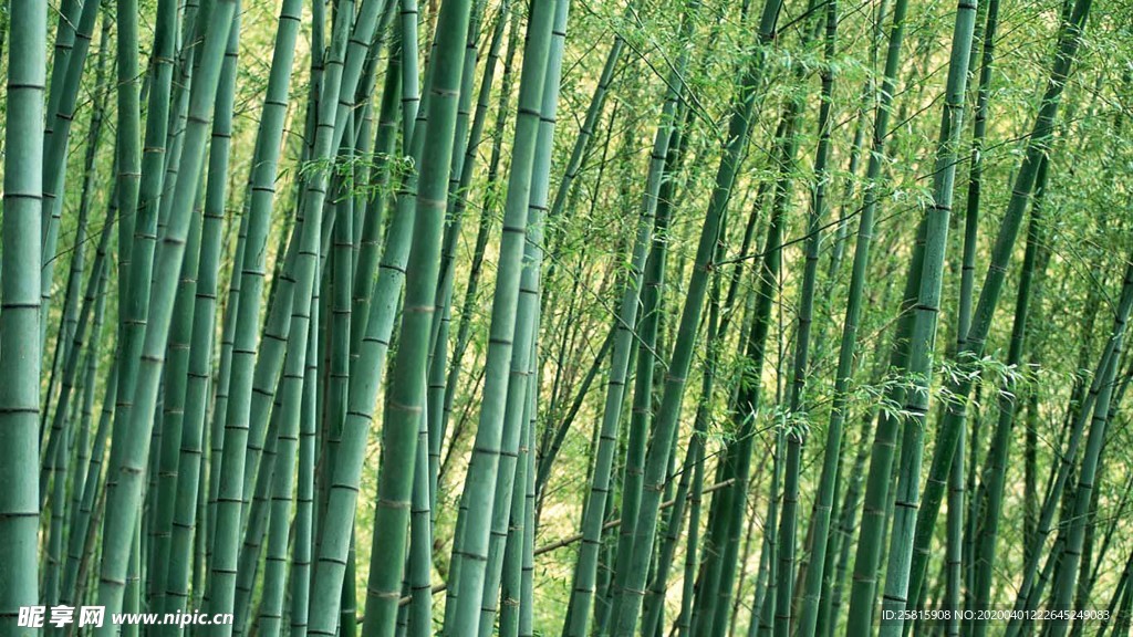 竹子竹叶竹海图片