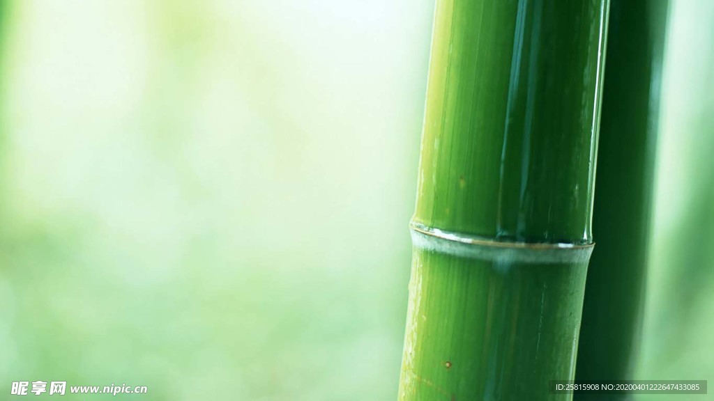 竹子竹叶竹海图片