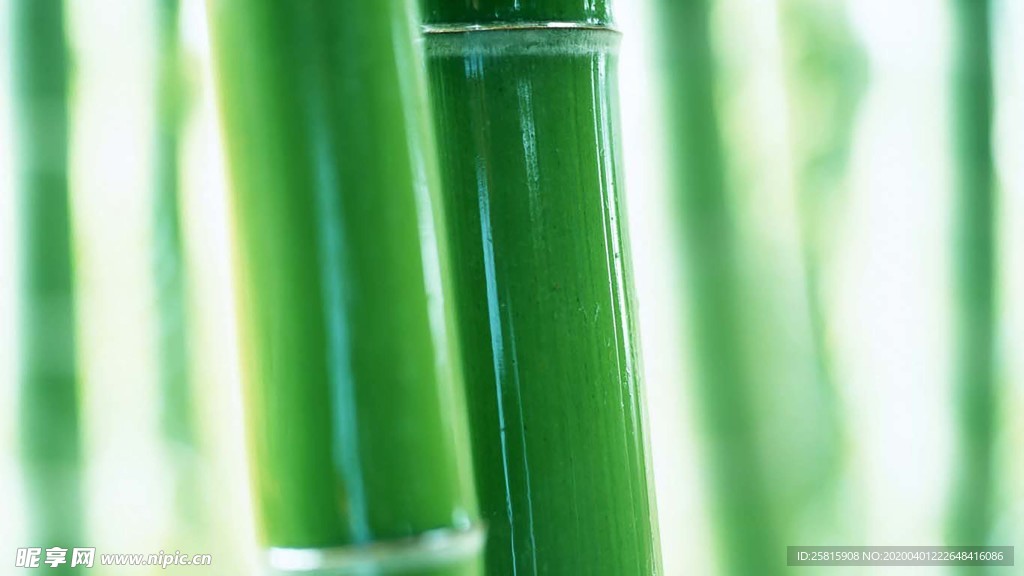 竹子竹叶竹海图片