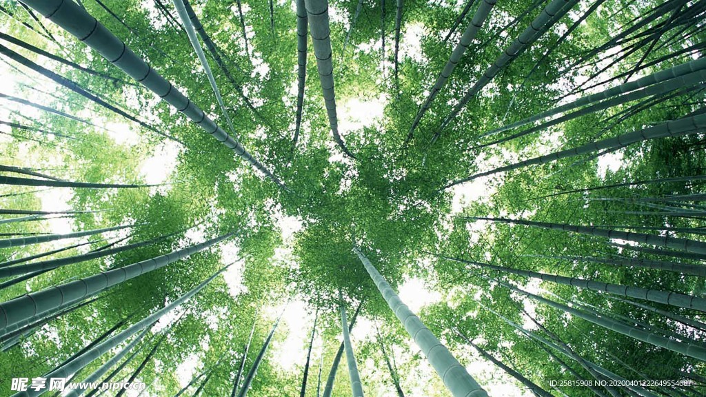 竹子竹叶竹海图片