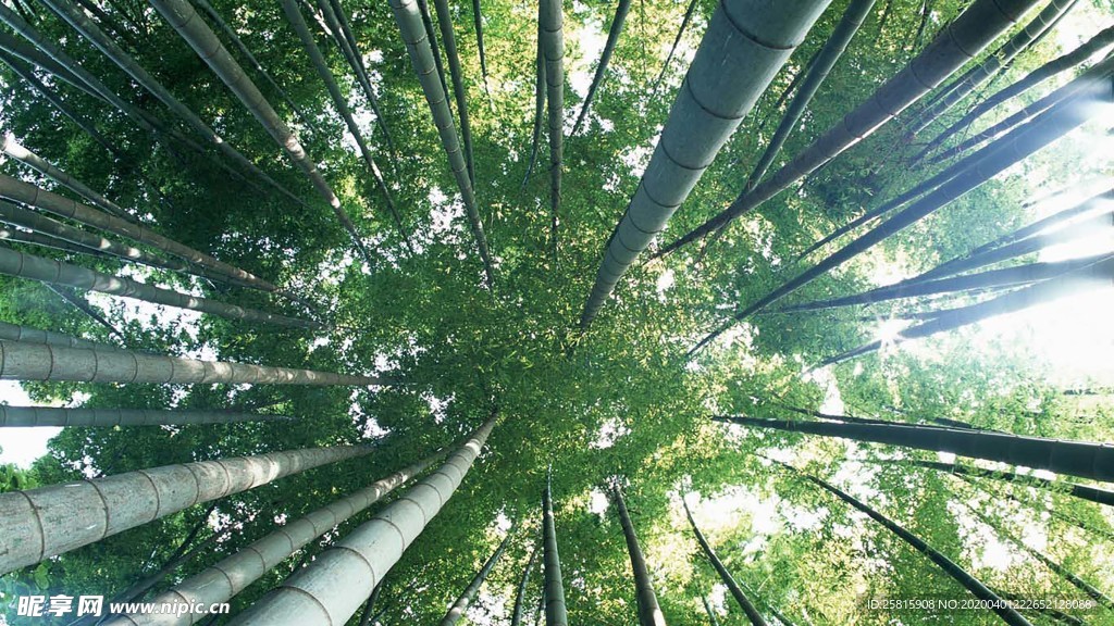 竹子竹叶竹海图片