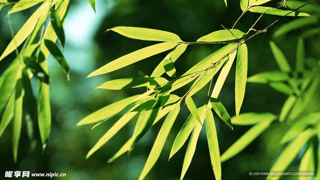 竹子竹叶竹海图片