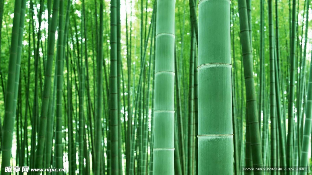 竹子竹叶竹海图片