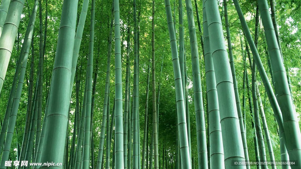 竹子竹叶竹海图片