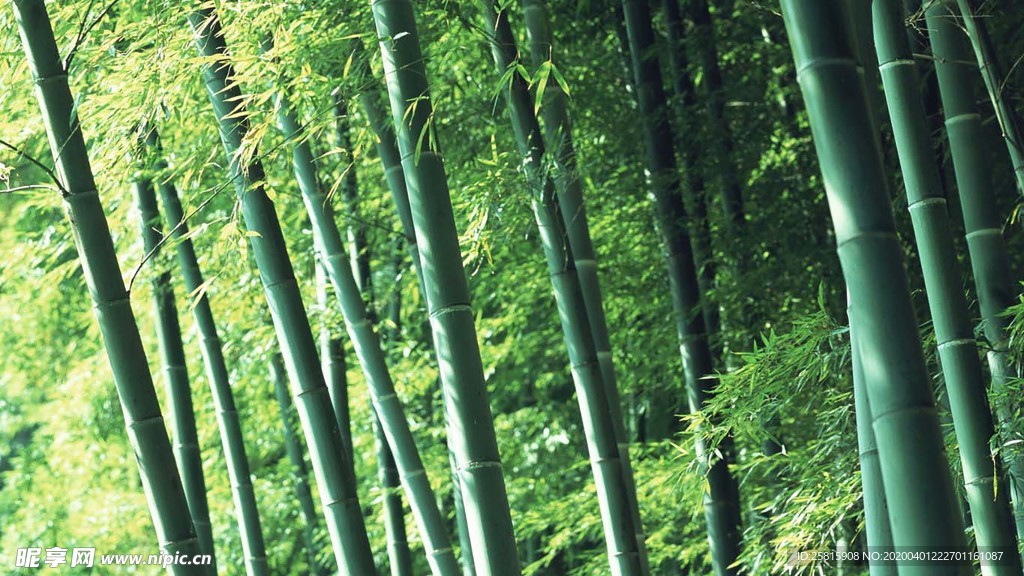 竹子竹叶竹海图片