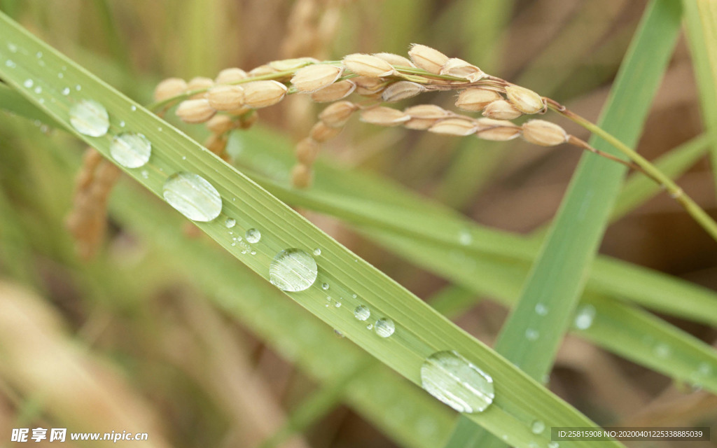 稻田水稻插秧收割图片
