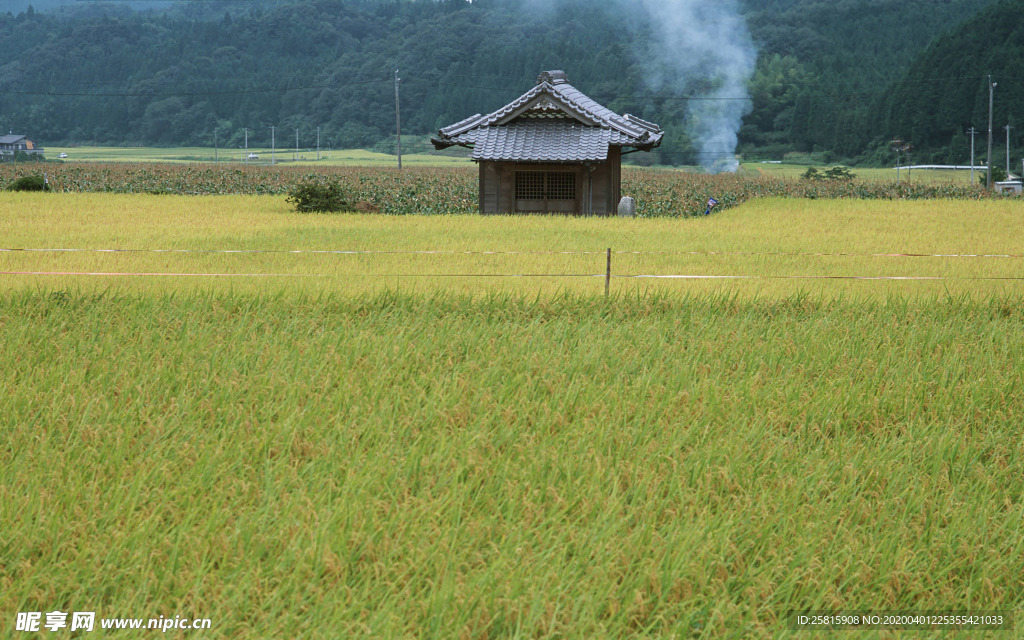稻田水稻插秧收割图片