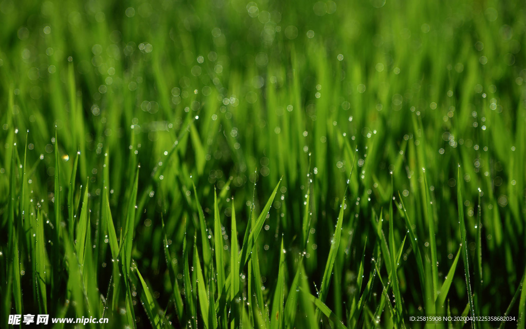 稻田水稻插秧收割图片