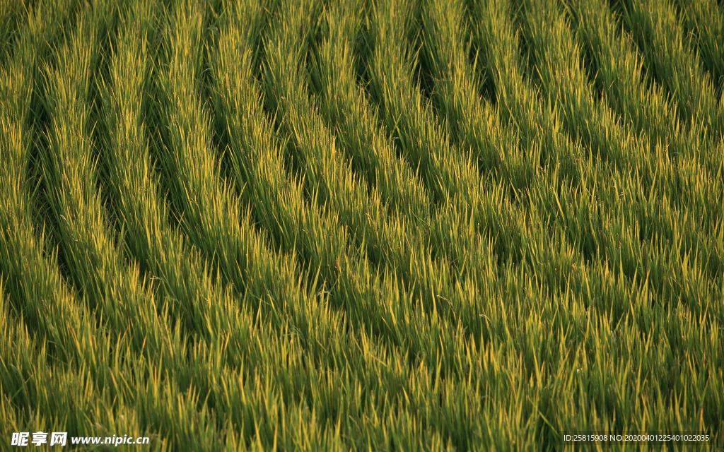 稻田水稻插秧收割图片