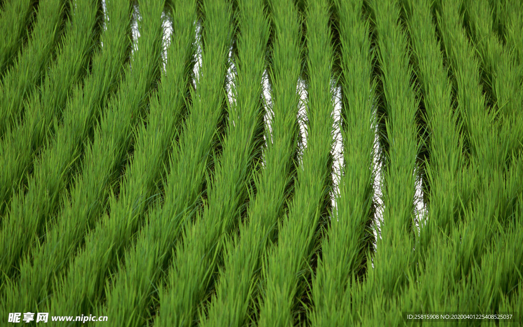 稻田水稻插秧收割图片