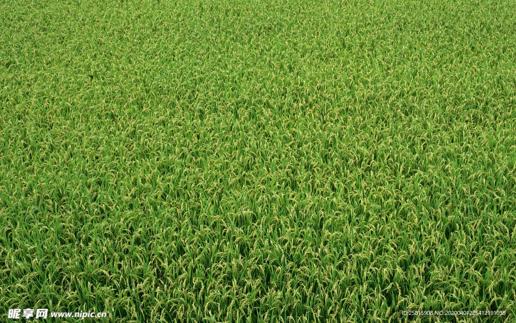 稻田水稻插秧收割图片