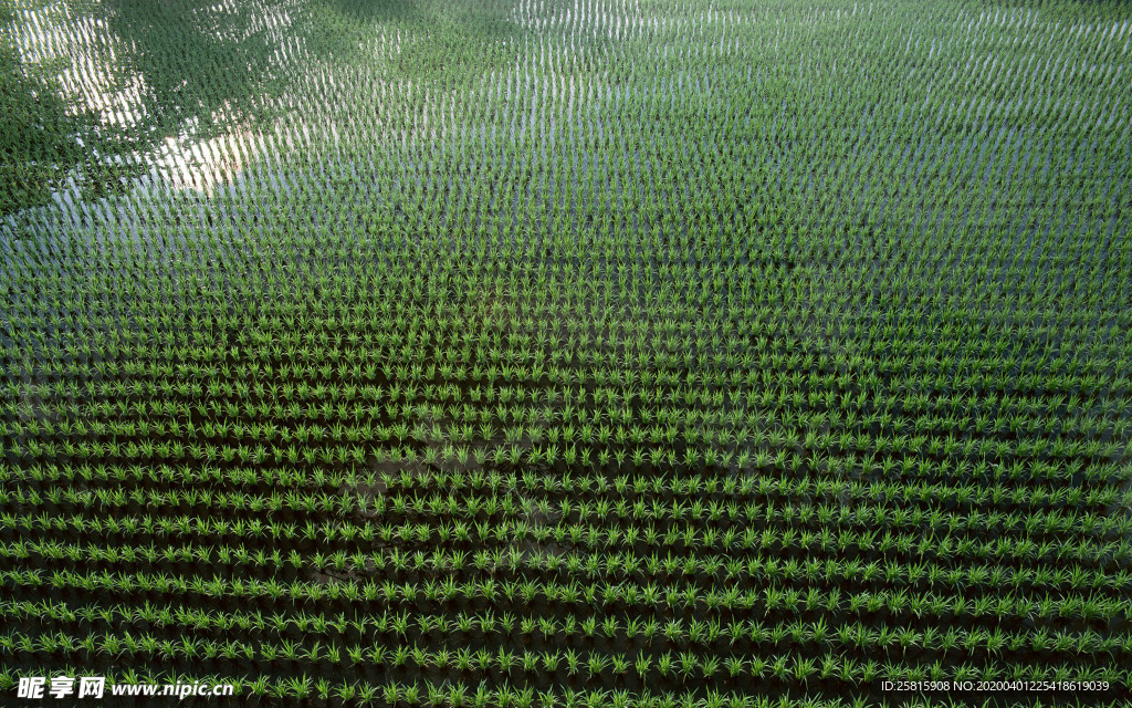 稻田水稻插秧收割图片