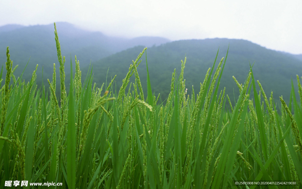 稻田水稻插秧收割图片