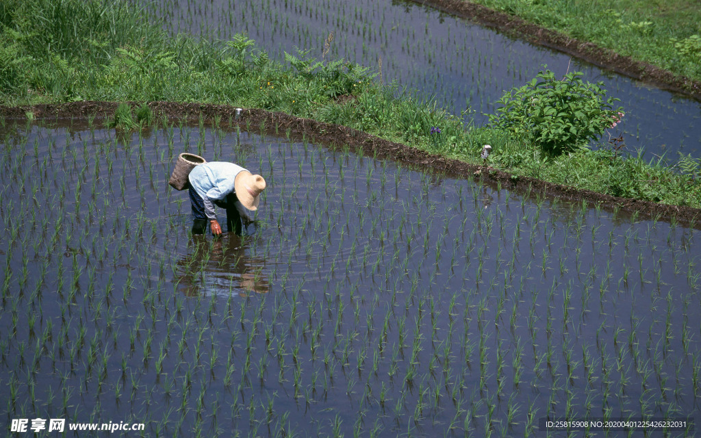 稻田水稻插秧收割图片