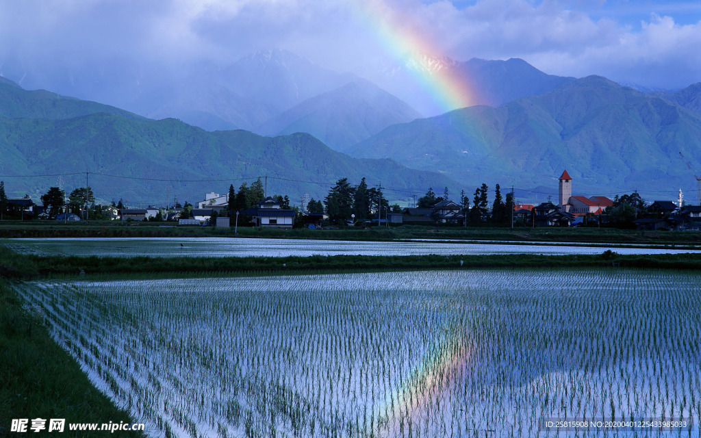 稻田水稻插秧收割图片