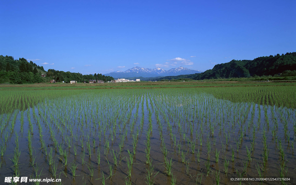 稻田水稻插秧收割图片