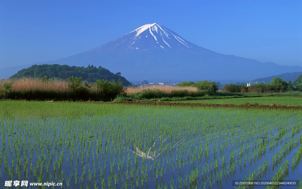 稻田水稻插秧收割图片