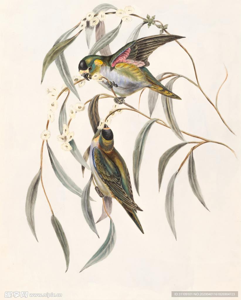 手绘鸟儿嬉戏图