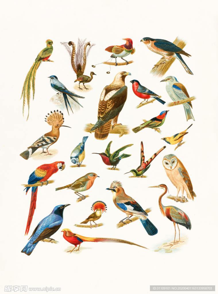 手绘鸟类组合