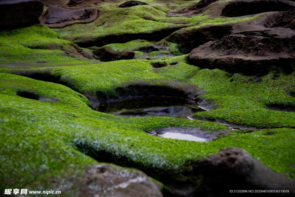 青苔苔藓水洼森林