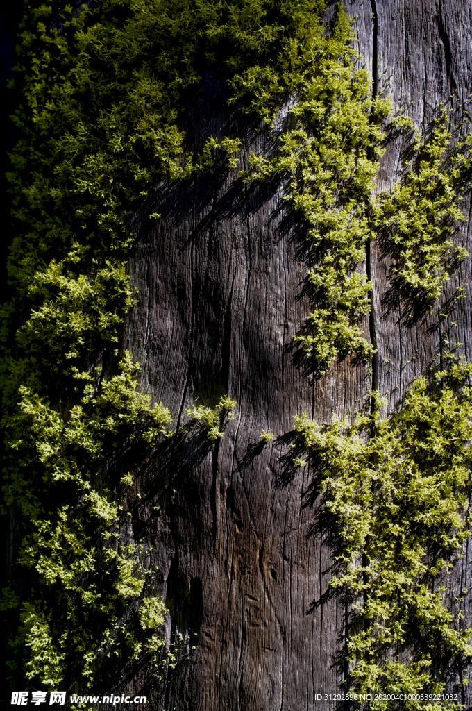 青苔苔藓潮湿木板背景素材