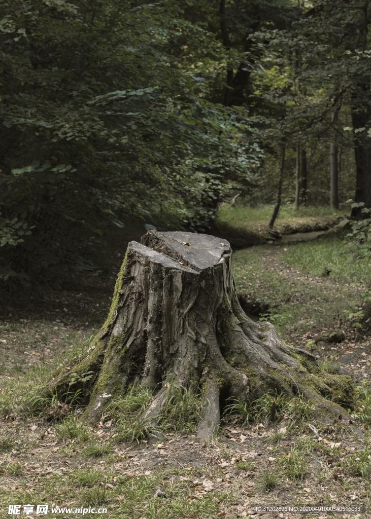 木桩树墩砍树伐木森林