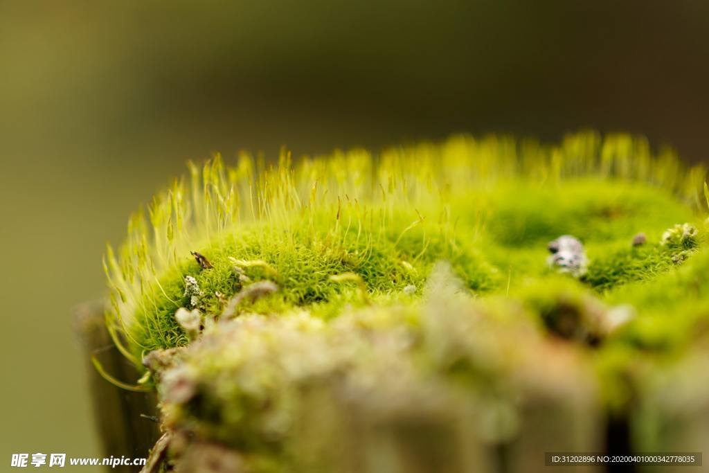 青苔苔藓露珠近景