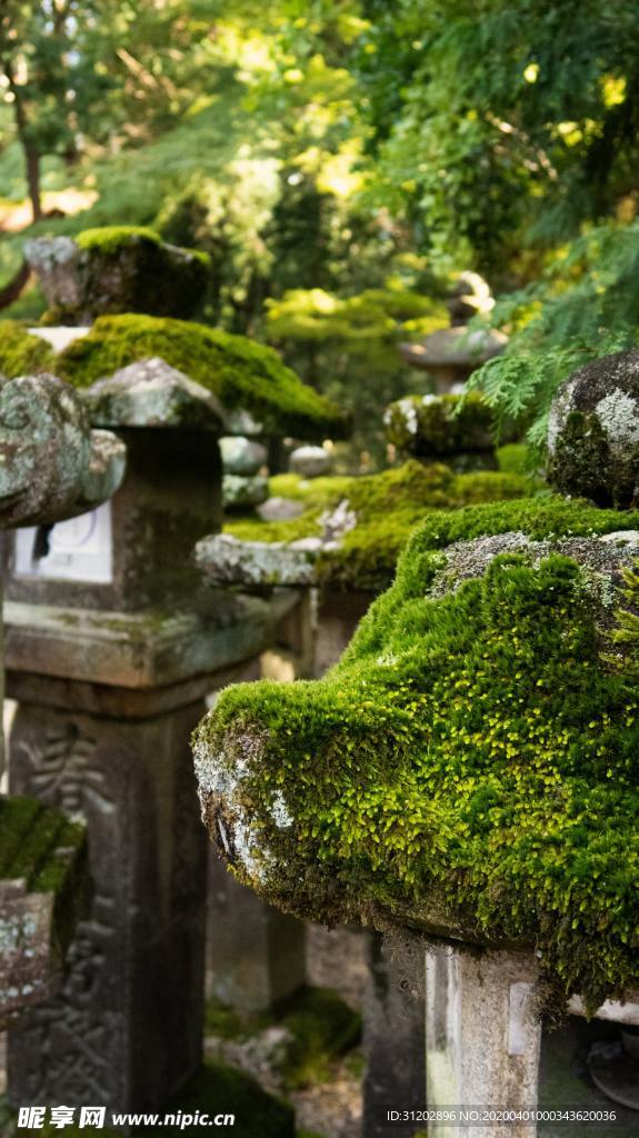 青苔苔藓园林景观