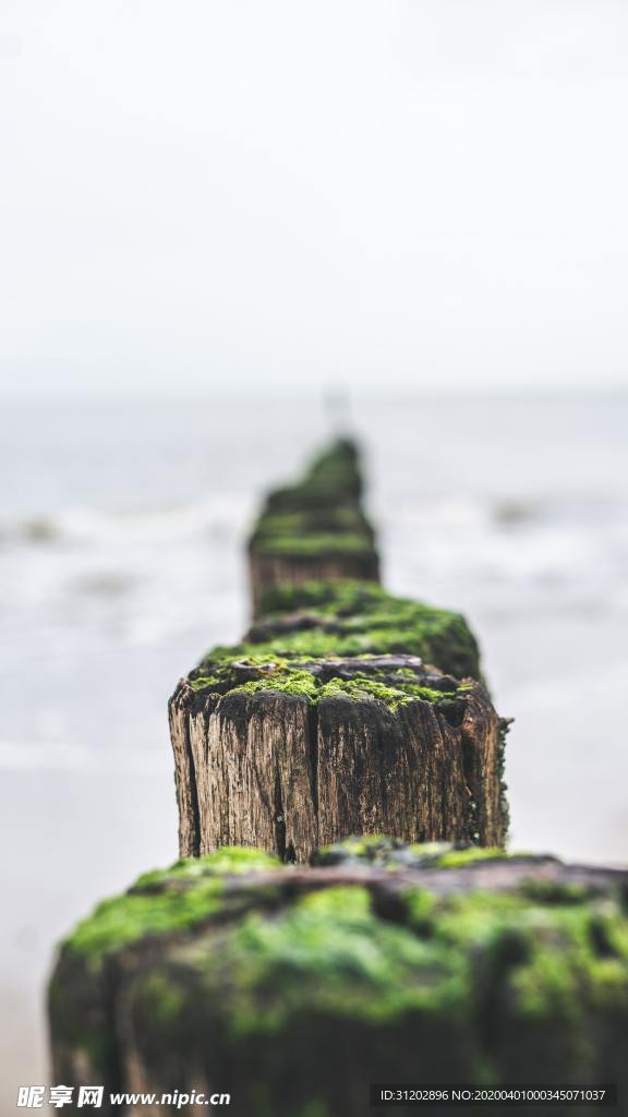 木桩树墩子青苔海上素材