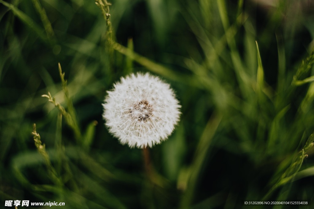 蒲公英大自然绿色植物素材